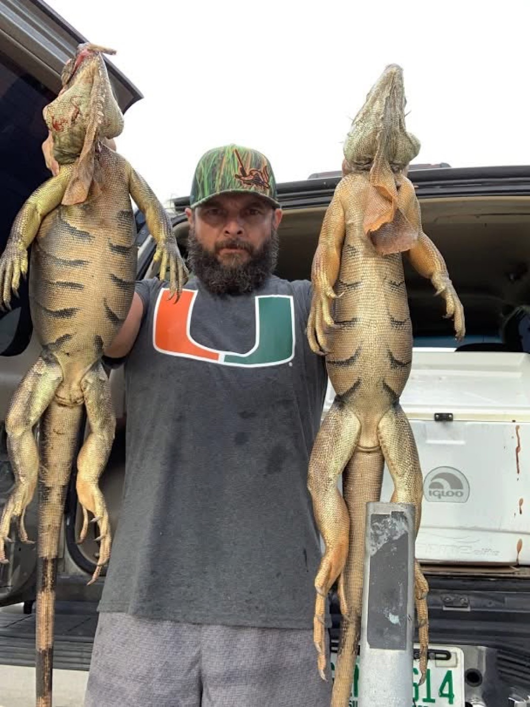Alex Pomareda, lead wildlife trapper, with removed invasive iguanas in South Florida
