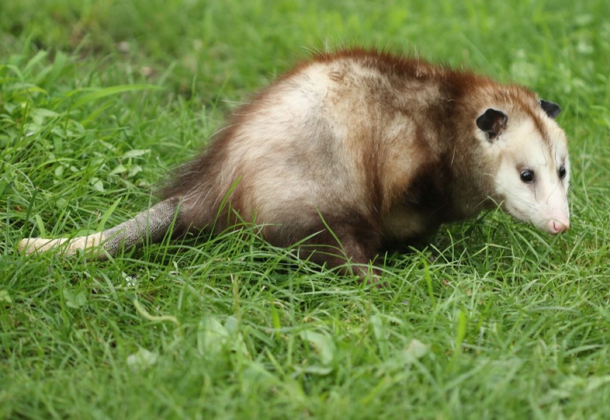 Opossum Removal in South Florida by Florida Wildlife Pros