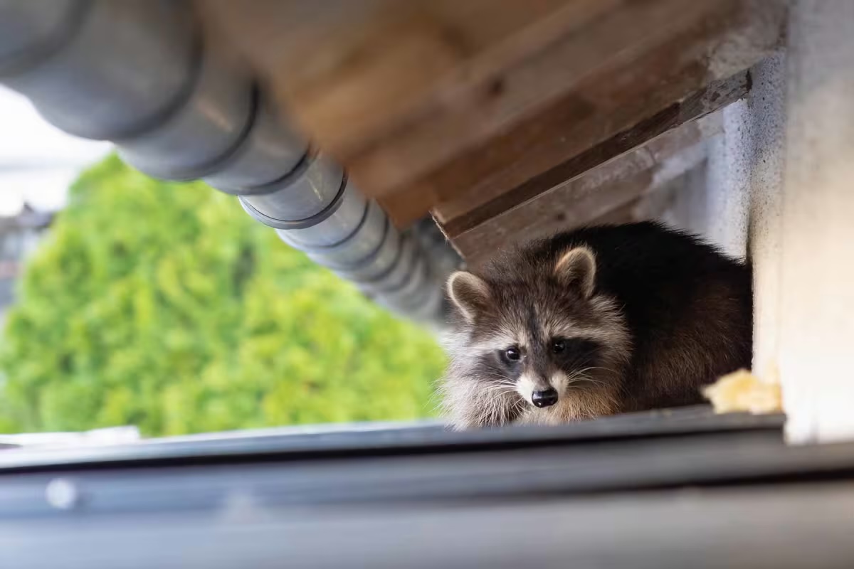 Raccoon Removal in South Florida by Florida Wildlife Pros