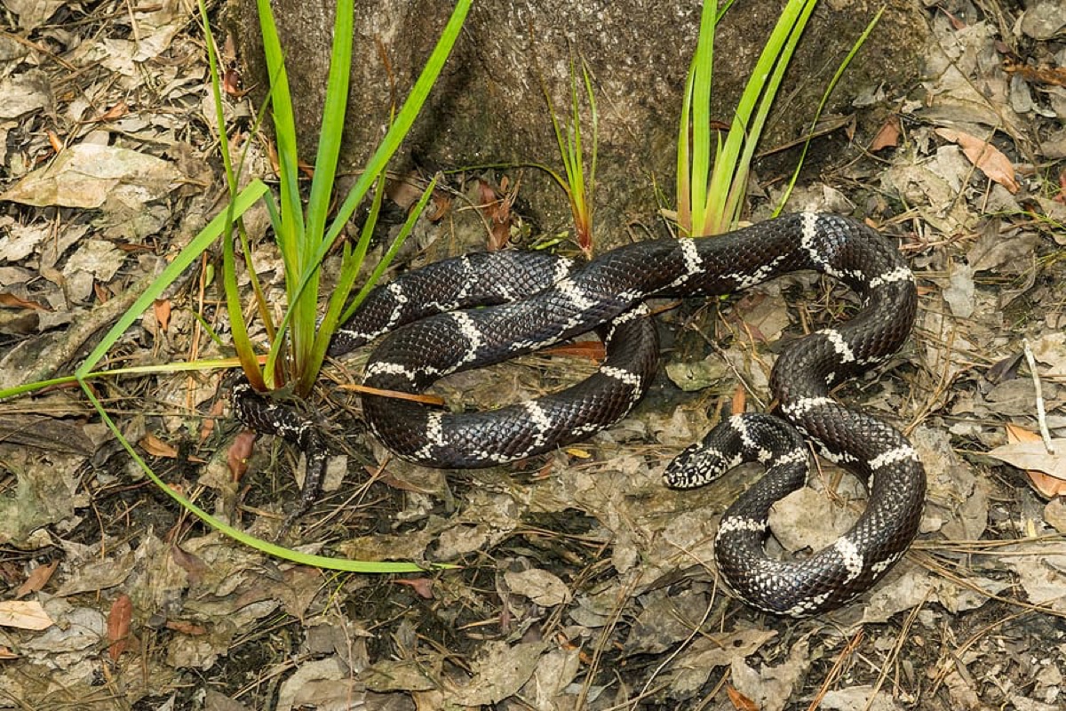 Snake Removal in South Florida by Florida Wildlife Pros
